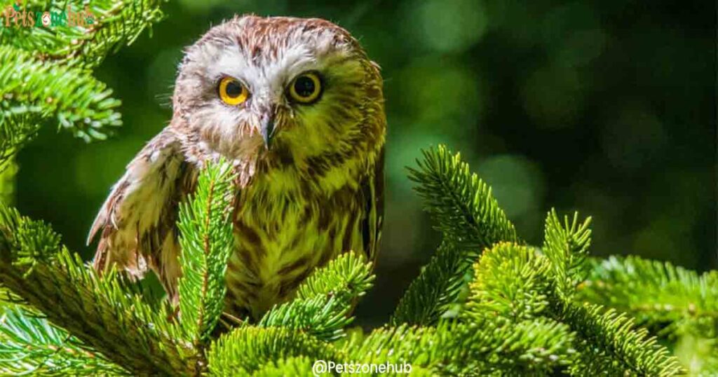 Northern-Saw-whet-owl