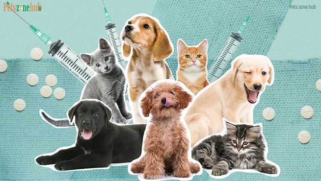 Pet-Insurance-Costs-Are-Soaring