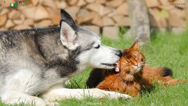 Do Huskies Get Along with Cats?