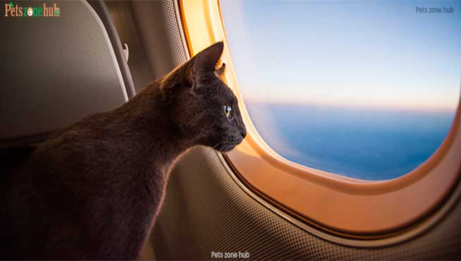 Traveling-with-Pets