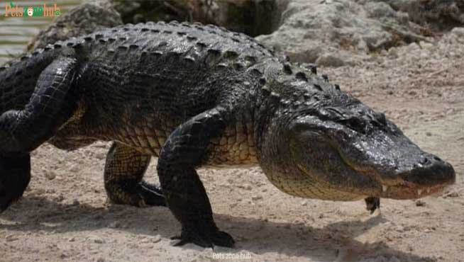 What-Do-Alligators-and-Crocodiles-Eat