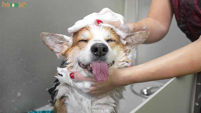 What-Is-Dog-Grooming