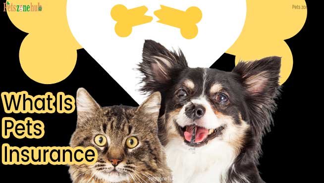 What-Is-Pets-Insurance