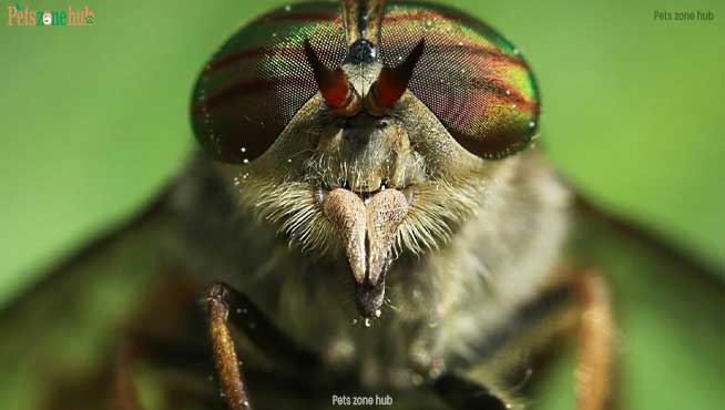 What-use-are-biting-horseflies