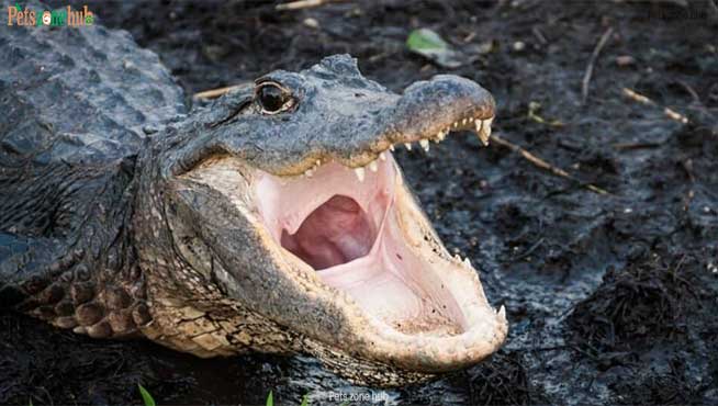 Where-Do-Alligators-and-Crocodiles-Live