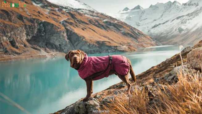 Winter Warmth for Your Dogs: A Guide to Cold Weather Care
